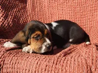 Robin, a female Basset Hound for sale in Waterloo, NY – Photo 4 of 10