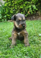 Sky, a male Irish Terrier for sale in Waterloo, NY – 6 of 8