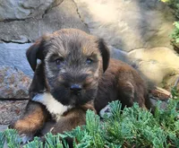 Bear, a male Tibetan Terrier and Irish Terrier for sale in Waterloo, NY – 2 of 4