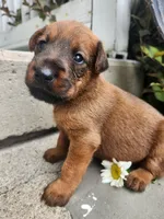 Rex, a male Irish Terrier for sale in Waterloo, NY – 6 of 6