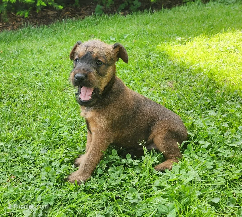 Clover – Irish Terrier puppy for sale in Waterloo, NY
