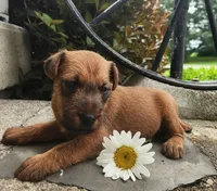 Rosie, a female Irish Terrier for sale in Waterloo, NY – 3 of 5