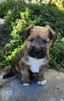 Buddy, a male Tibetan Terrier and Irish Terrier for sale in Waterloo, NY – 10 of 10