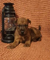Daisy, a female Irish Terrier for sale in Waterloo, NY – 7 of 8
