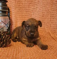 Clover, a male Irish Terrier for sale in Waterloo, NY – 6 of 6