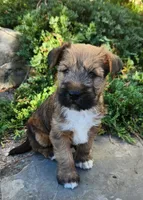 Buddy, a male Tibetan Terrier and Irish Terrier for sale in Waterloo, NY – 3 of 10