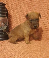 Brook, a female Irish Terrier for sale in Waterloo, NY – 5 of 8