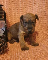 Clover, a male Irish Terrier for sale in Waterloo, NY – 5 of 6