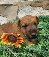 Ripley, a female Irish Terrier for sale in Waterloo, NY – 5 of 7