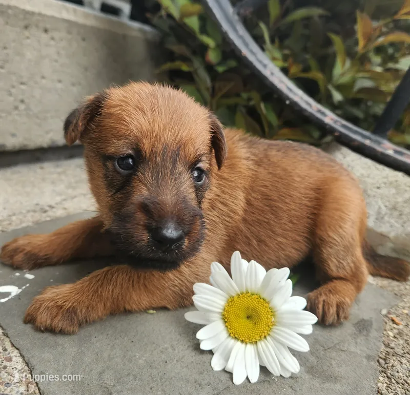 Ruby – Irish Terrier puppy for sale in Waterloo, NY