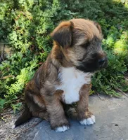 Buddy, a male Tibetan Terrier and Irish Terrier for sale in Waterloo, NY – 4 of 10