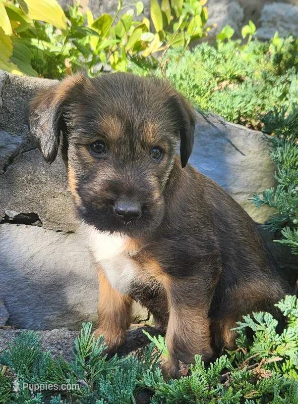 Bandit – Tibetan Terrier, Irish Terrier puppy for sale in Waterloo, NY