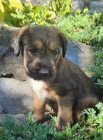 Bandit, a male Tibetan Terrier and Irish Terrier for sale in Waterloo, NY – 1 of 4