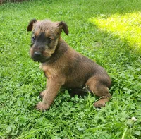 Leaf, a male Irish Terrier for sale in Waterloo, NY – 3 of 5
