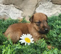 Ruby, a female Irish Terrier for sale in Waterloo, NY – 9 of 9