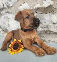 Rosie, a female Irish Terrier for sale in Waterloo, NY – 2 of 3
