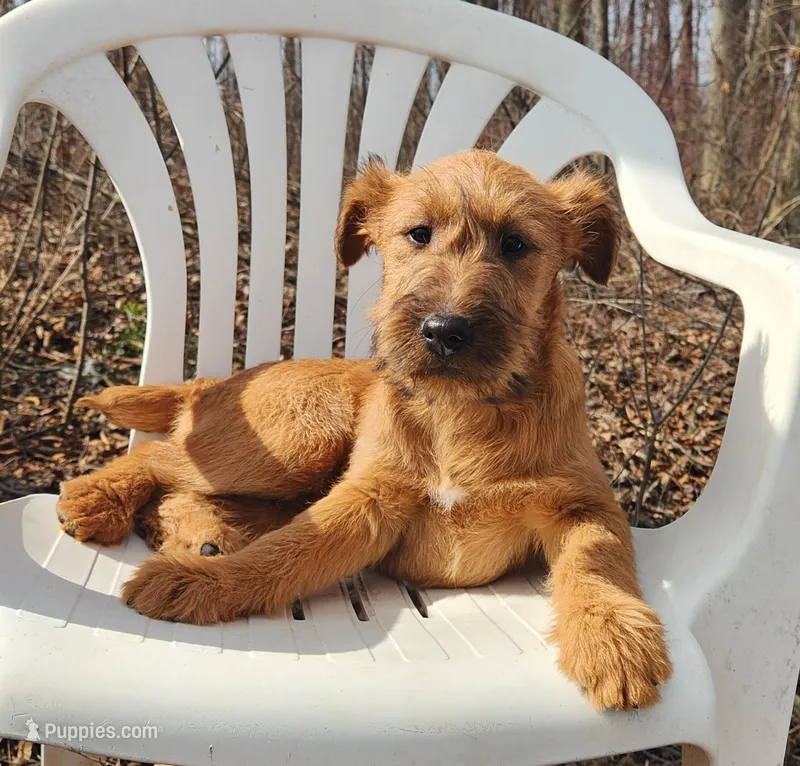 Happy – Irish Terrier puppy for sale in Waterloo, NY