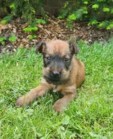 Leaf, a male Irish Terrier for sale in Waterloo, NY – 3 of 6