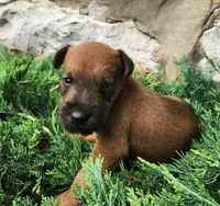Roxie, a female Irish Terrier for sale in Waterloo, NY – 4 of 4