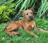 Brook, a female Irish Terrier for sale in Waterloo, NY – 1 of 1