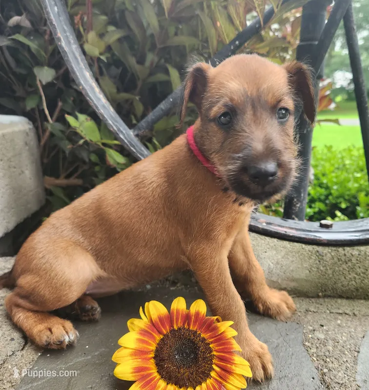 Ripley – Irish Terrier puppy for sale in Waterloo, NY