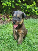 Sky, a male Irish Terrier for sale in Waterloo, NY – 8 of 8