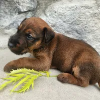 Roo, a male Irish Terrier for sale in Waterloo, NY – 4 of 5