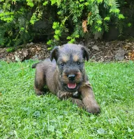 Sky, a male Irish Terrier for sale in Waterloo, NY – 2 of 8