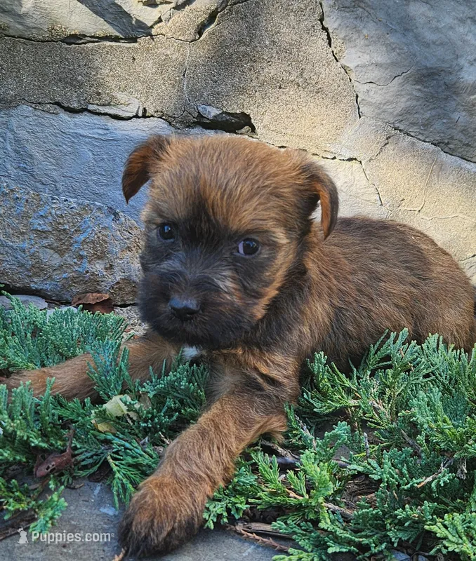 Bonnie – Tibetan Terrier, Irish Terrier puppy for sale in Waterloo, NY