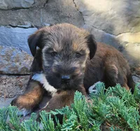 Bear, a male Tibetan Terrier and Irish Terrier for sale in Waterloo, NY – 3 of 4