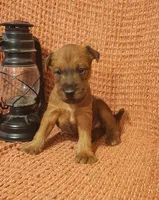 Daisy, a female Irish Terrier for sale in Waterloo, NY – 3 of 8