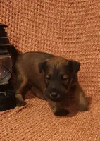 River, a female Irish Terrier for sale in Waterloo, NY – 4 of 5