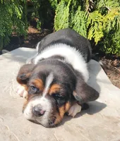 Barney, a male Basset Hound for sale in Waterloo, NY – Photo 5 of 6