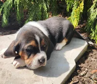 Barney, a male Basset Hound for sale in Waterloo, NY – Photo 3 of 6