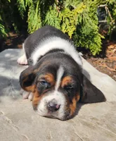 Barney, a male Basset Hound for sale in Waterloo, NY – Photo 2 of 6