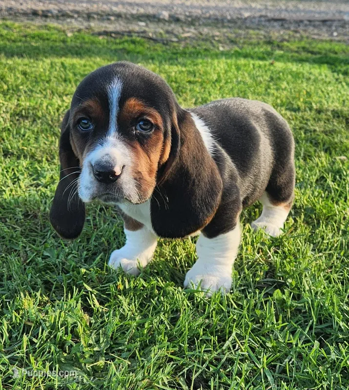 Barney – Basset Hound puppy on hold in Waterloo, NY