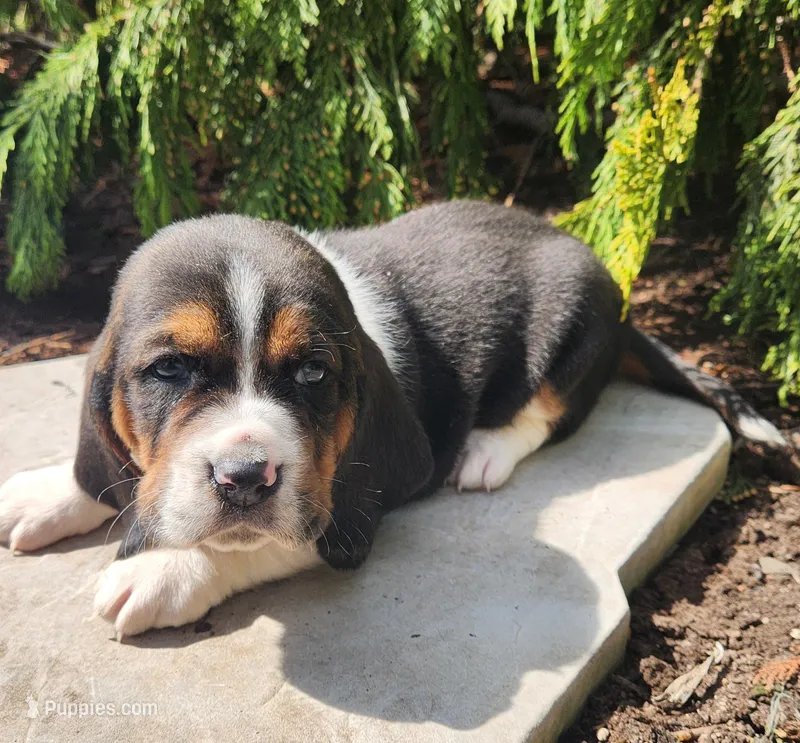 Barney – Basset Hound puppy for sale in Waterloo, NY