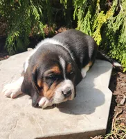 Barney, a male Basset Hound for sale in Waterloo, NY – Photo 4 of 6