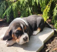 Barney, a male Basset Hound for sale in Waterloo, NY – Photo 6 of 6