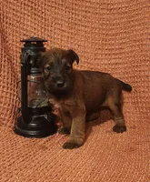 River, a female Irish Terrier for sale in Waterloo, NY – 2 of 5