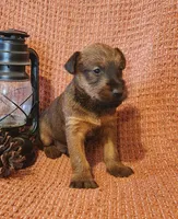 Clover, a male Irish Terrier for sale in Waterloo, NY – 3 of 6