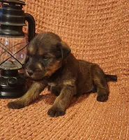 Sky, a male Irish Terrier for sale in Waterloo, NY – 3 of 3
