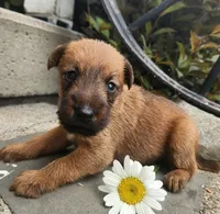 Ruby, a female Irish Terrier for sale in Waterloo, NY – 5 of 9