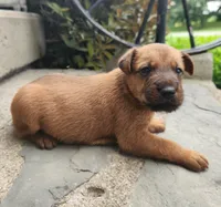 Ringo, a male Irish Terrier for sale in Waterloo, NY – 2 of 3