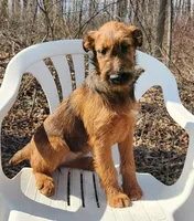 Harmony, a female Irish Terrier for sale in Waterloo, NY – Photo 4 of 8
