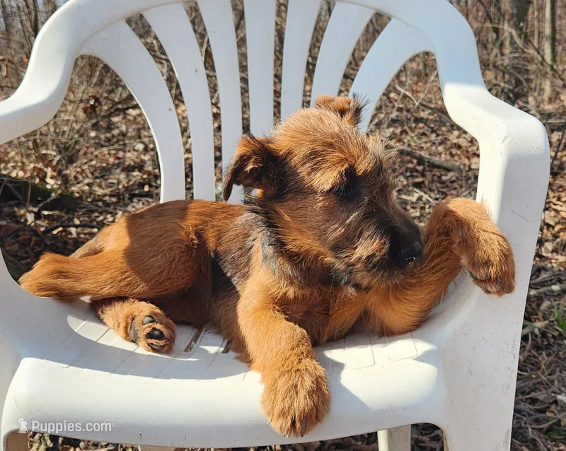 Harmony – Irish Terrier puppy for sale in Waterloo, NY