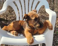 Harmony, a female Irish Terrier for sale in Waterloo, NY – Photo 1 of 8