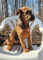 Harmony, a female Irish Terrier for sale in Waterloo, NY – Photo 5 of 8