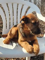 Harmony, a female Irish Terrier for sale in Waterloo, NY – Photo 8 of 8