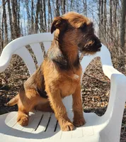 Harmony, a female Irish Terrier for sale in Waterloo, NY – Photo 6 of 8